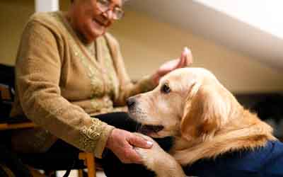 How to become an animal therapist